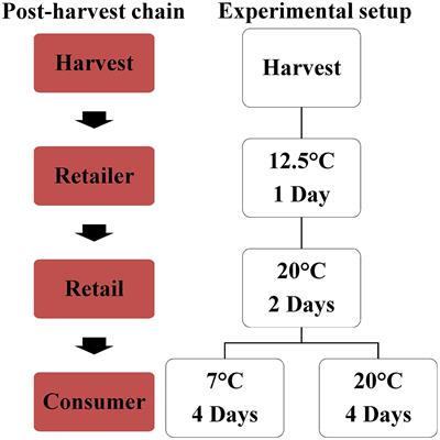 Flavor-Related Quality Attributes of Ripe Tomatoes Are Not Significantly Affected Under Two Common Household Conditions